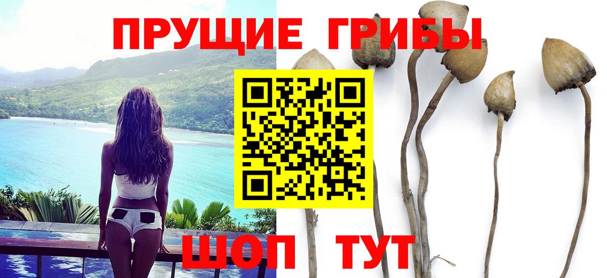 Псилоцибиновые грибы Psilocybine cubensis  Вход с VPN  Псилоцибиновые грибы GOLDEN TEACHER  Тамбов 